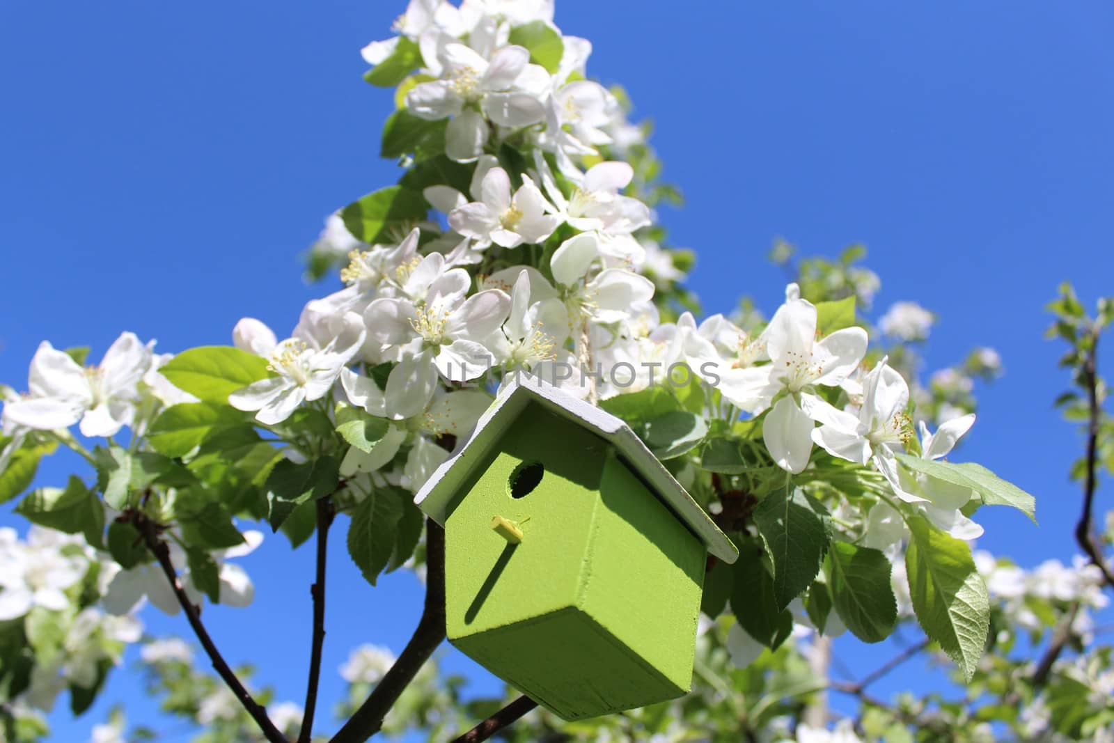 The picture shows a birdhouse in the blossoming apple tree.