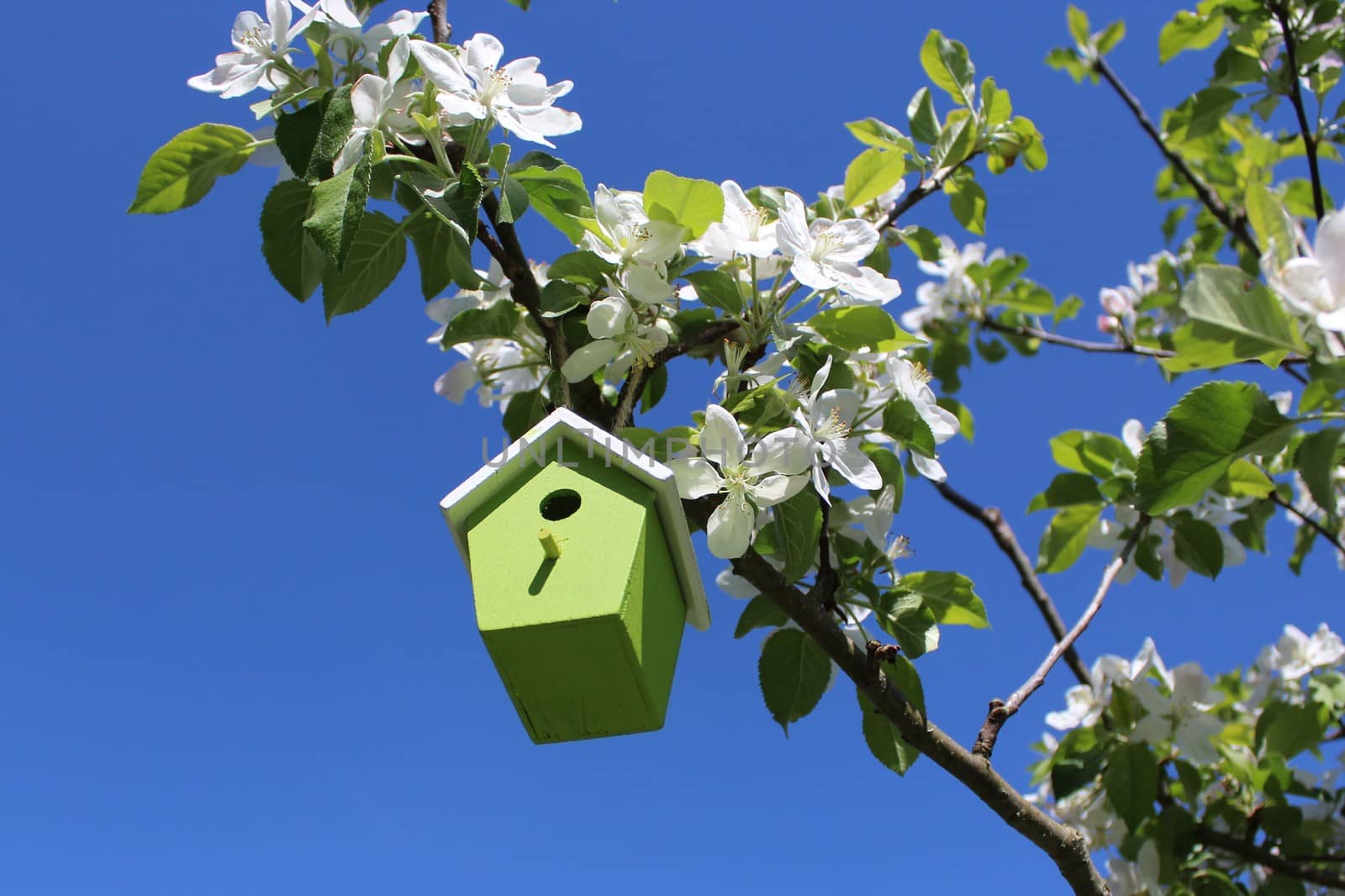 The picture shows a birdhouse in the blossoming apple tree.