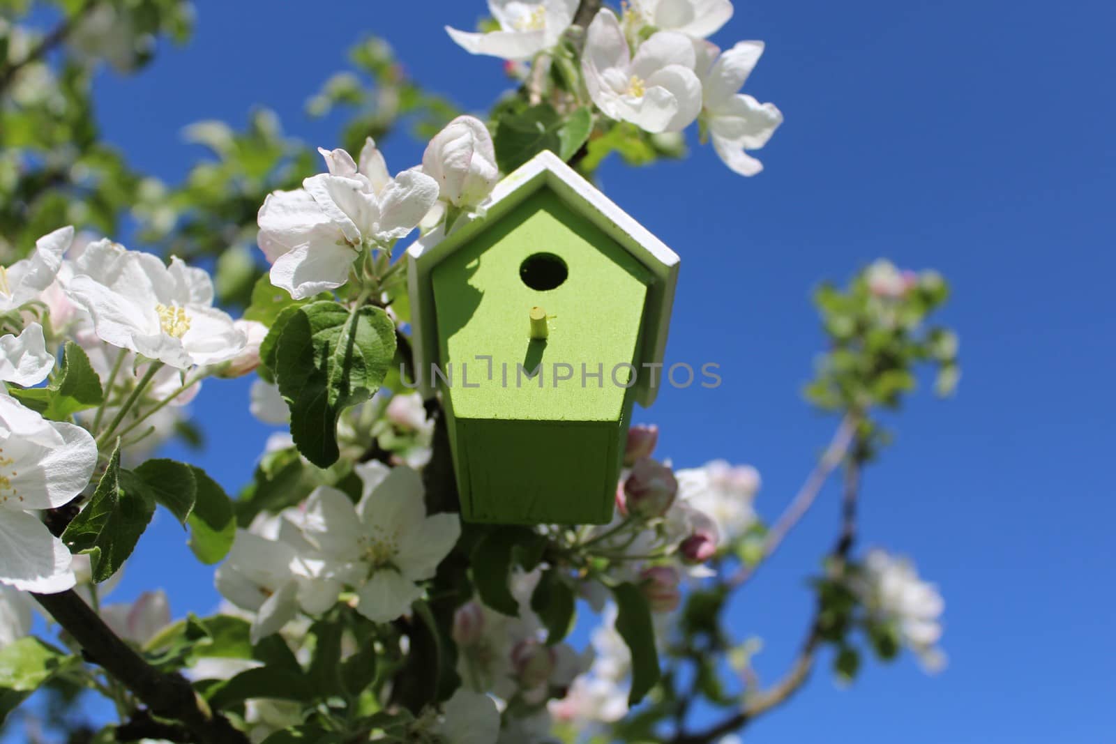 The picture shows a birdhouse in the blossoming apple tree.