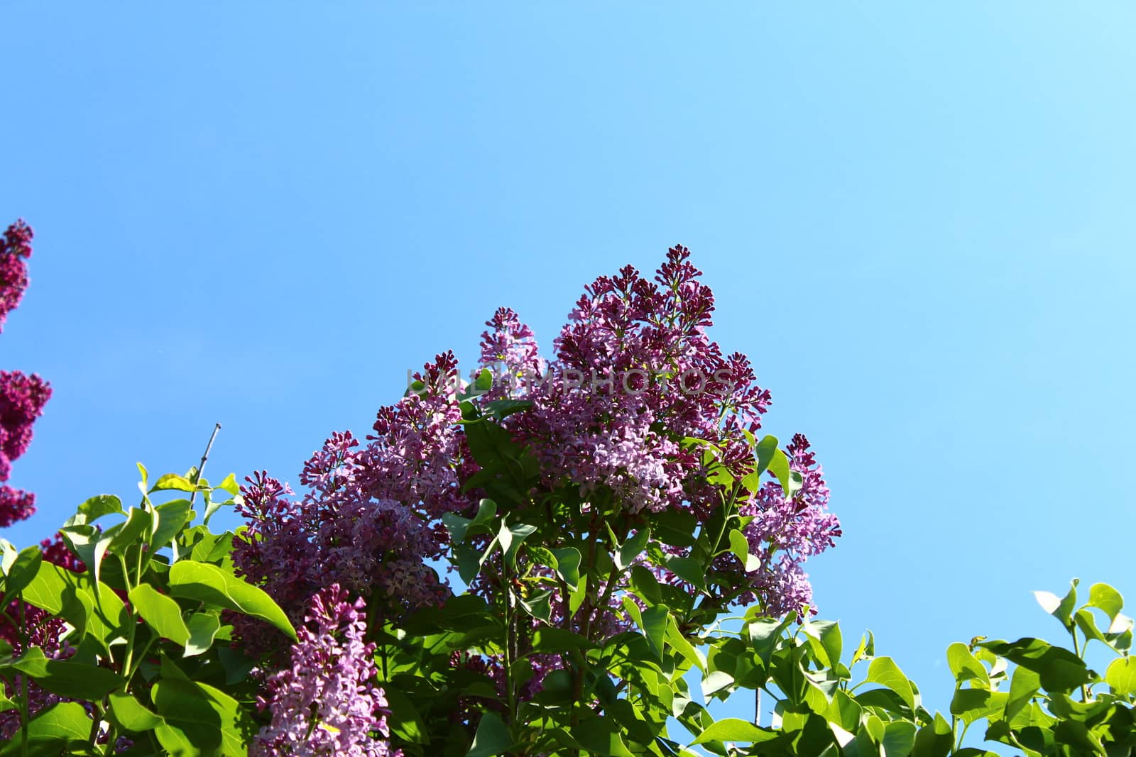 beautiful lilac in the garden by martina_unbehauen