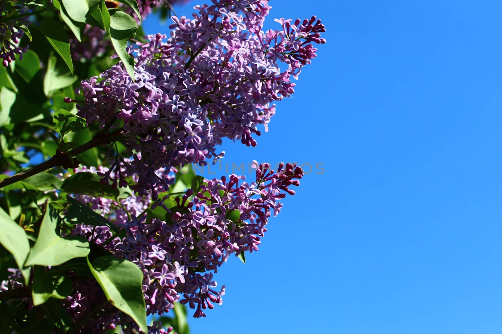 The picture shows beautiful lilac in the garden.