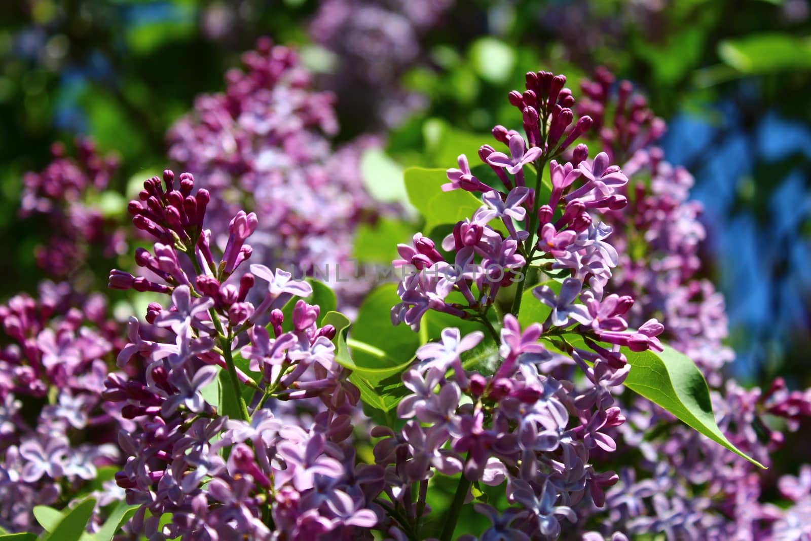 The picture shows beautiful lilac in the garden.