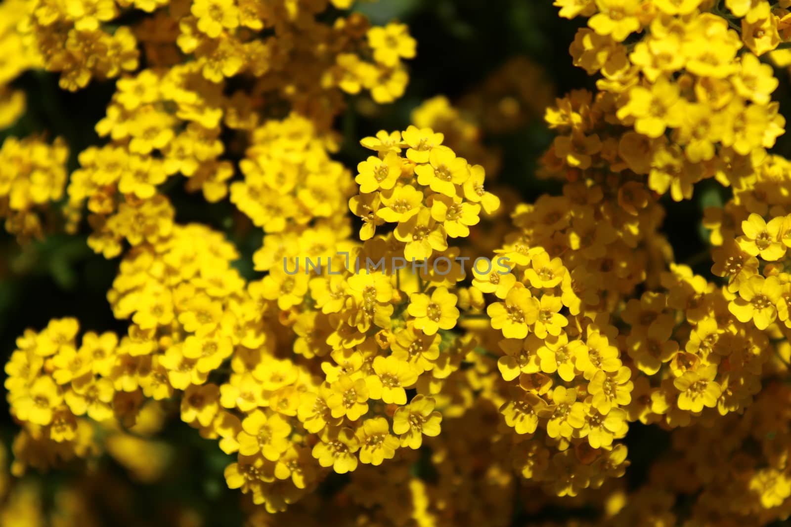 The picture shows sweet alyssum in the spring.