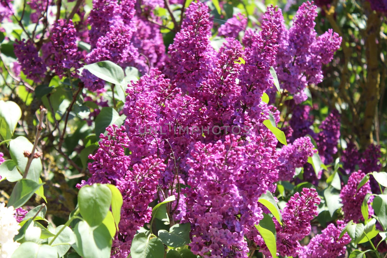 The picture shows beautiful lilac in the garden.