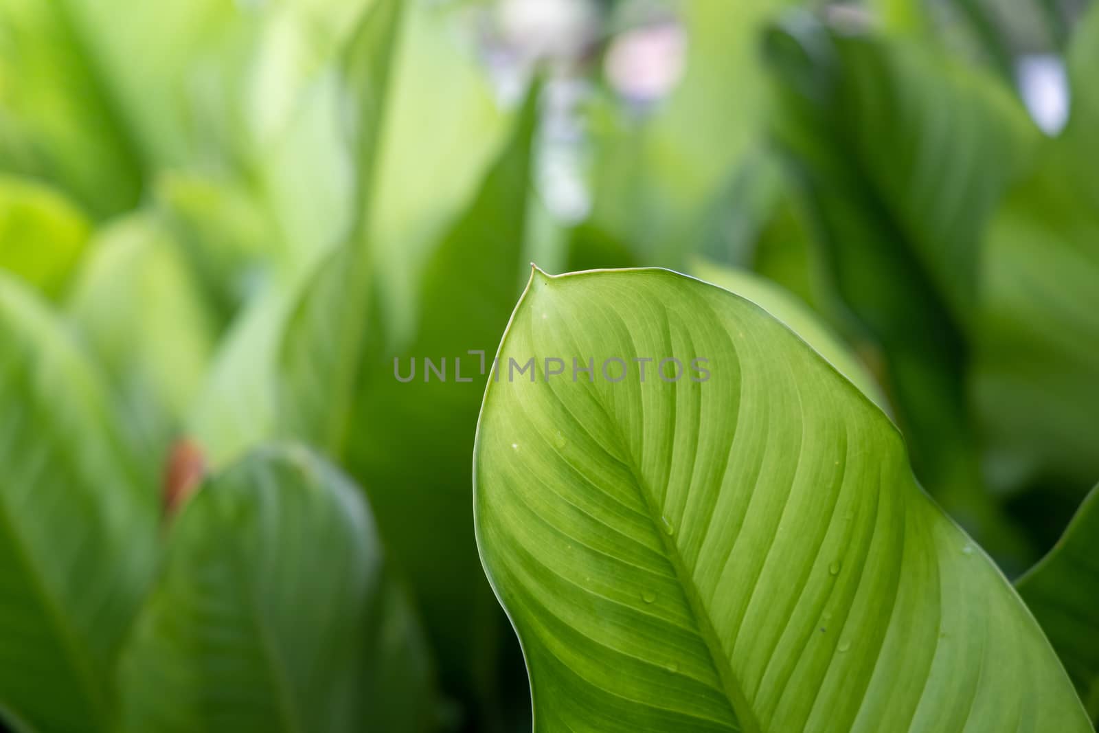 Close Up green leaf under sunlight in the garden. Natural background with copy space.