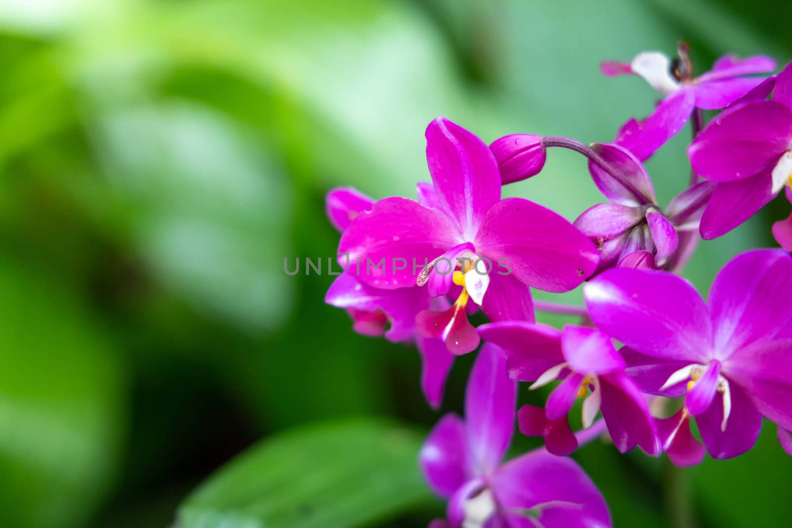 Beautiful blooming orchids in forest, On the bright sunshine