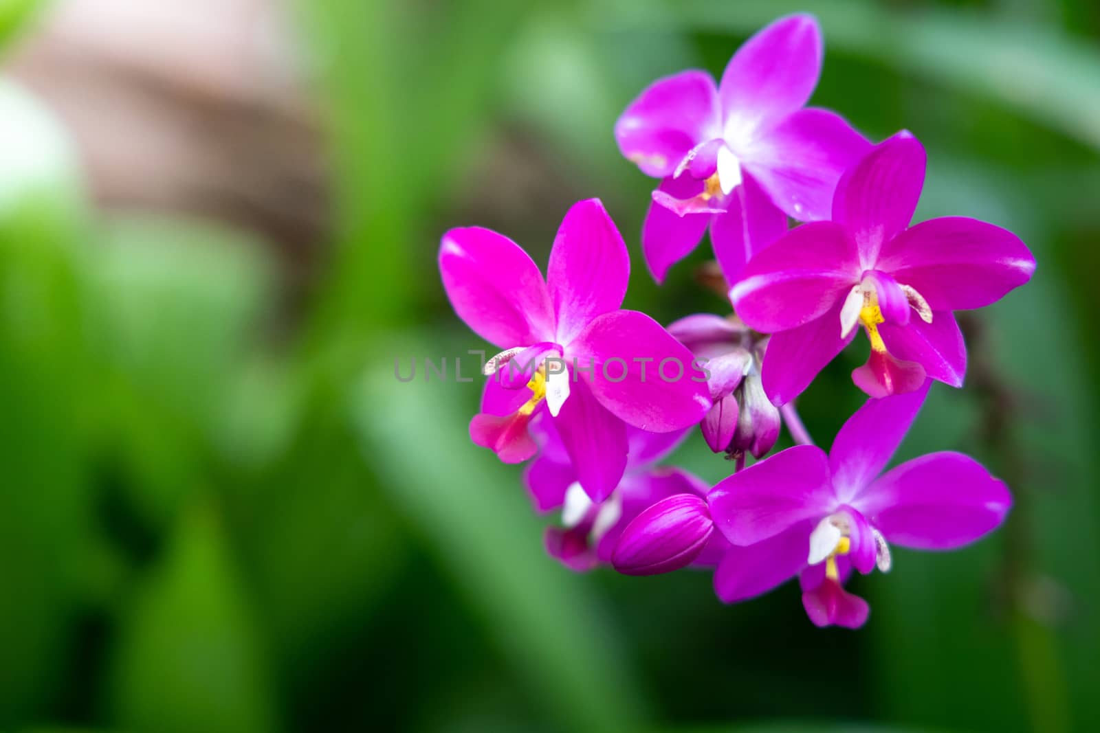 Beautiful blooming orchids in forest by teerawit