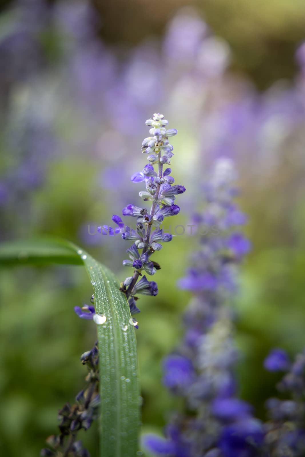 The background image of the colorful flowers, background nature