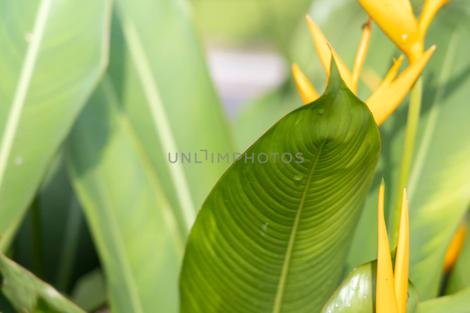 Close Up green leaf under sunlight in the garden. Natural backgr by teerawit