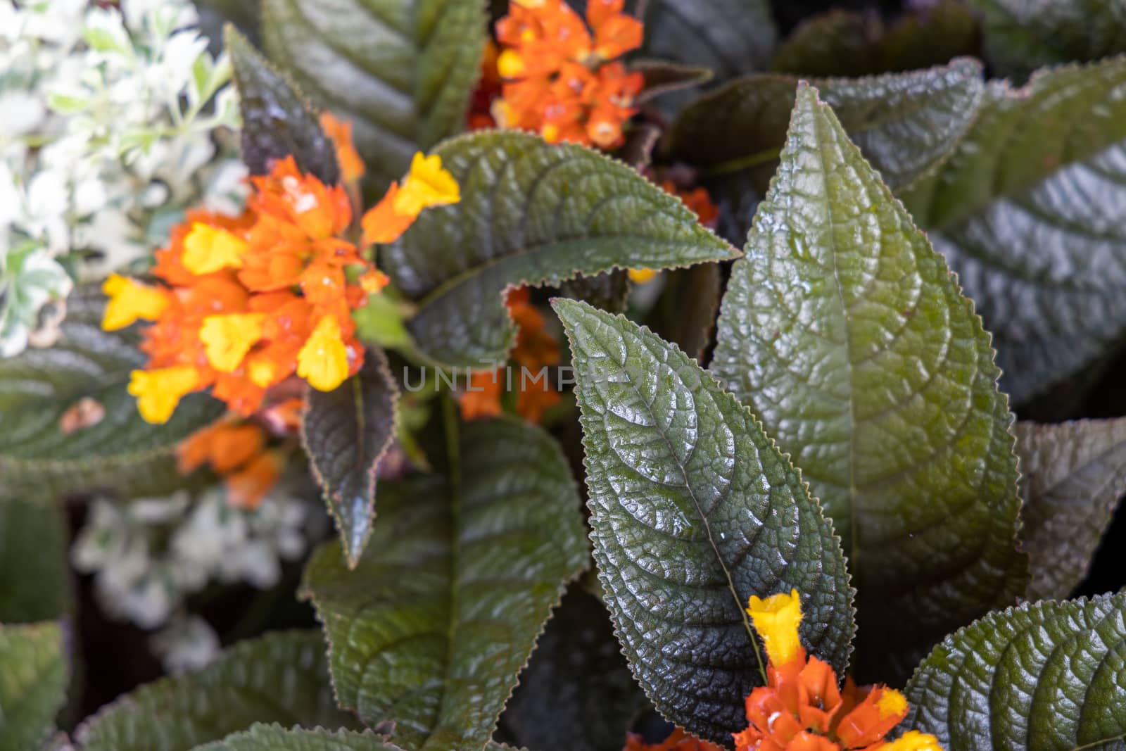 Close Up green leaf under sunlight in the garden. Natural backgr by teerawit