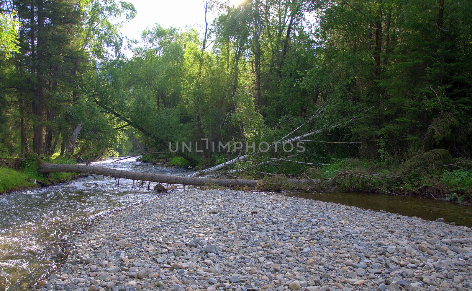 A dumped tree on the rocky shore of a mountain river in the morning. Altai, Siberia, Russia.