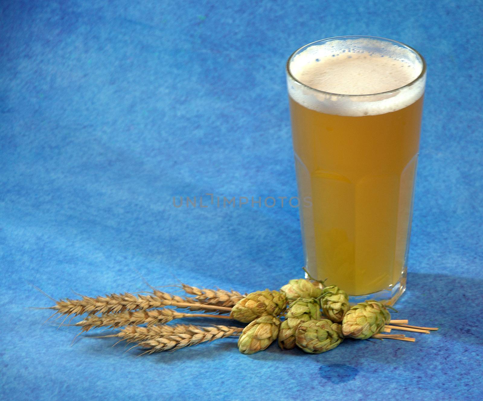 Glass of light wheat beer with foam, hops and ears of corn on a blue background. by alexey_zheltukhin