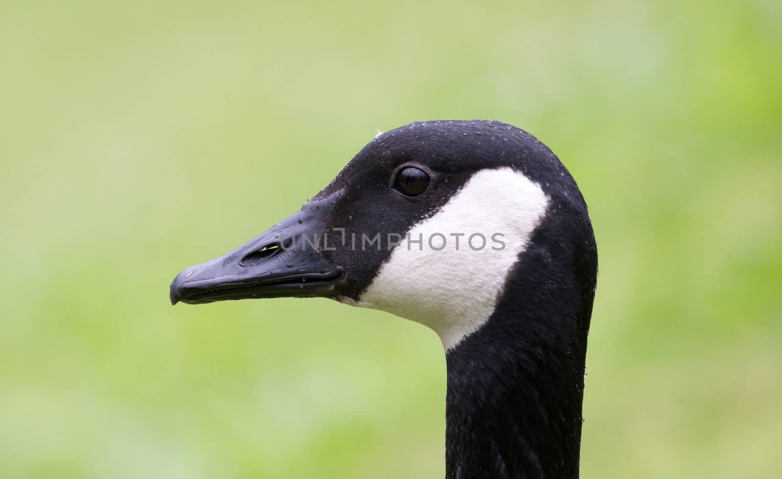 Head shot of a Canada Goose Branta canadensis, green background