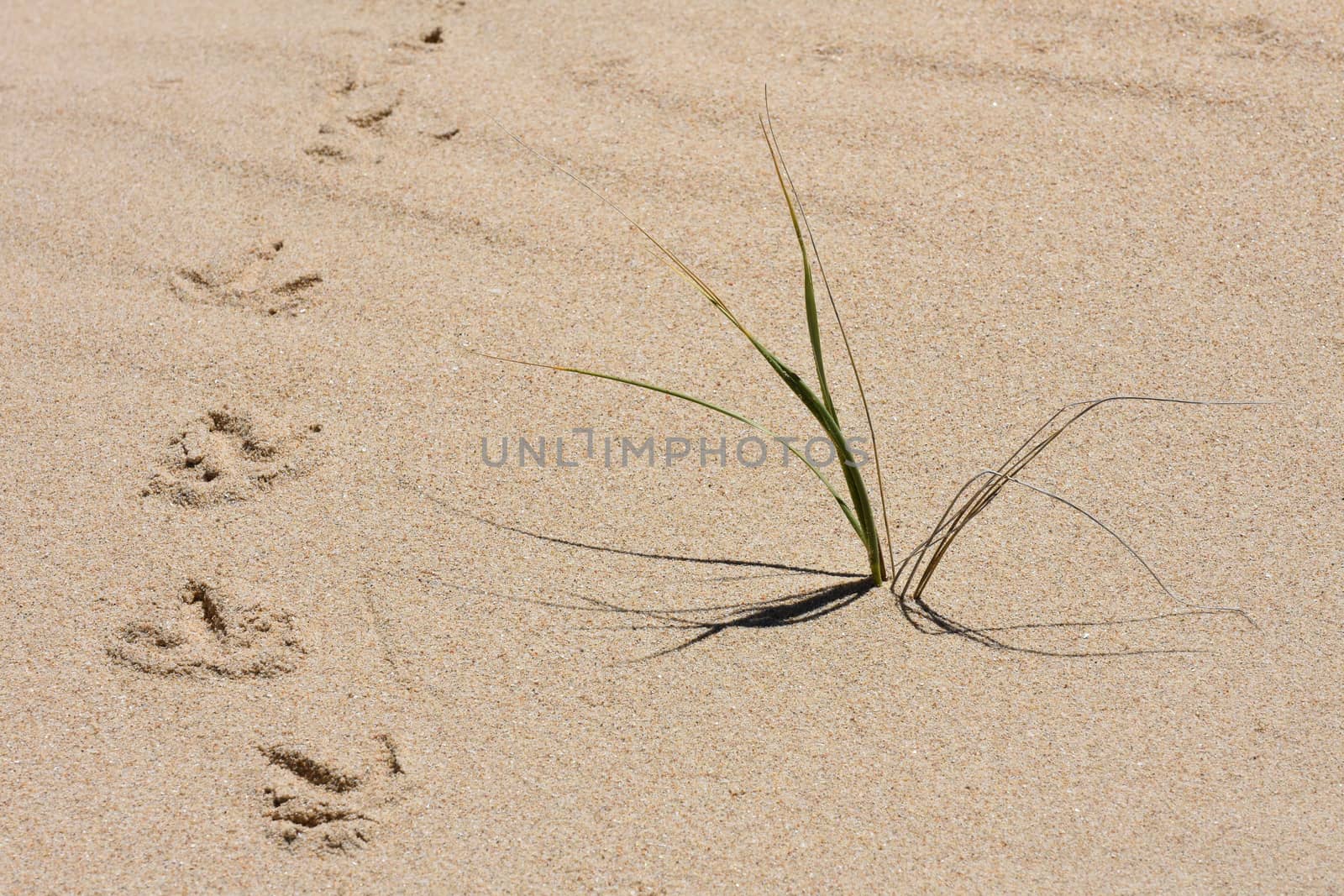 Beach sand with grass clump and birds tracks on a hot summer day, Mossel Bay, South Africa