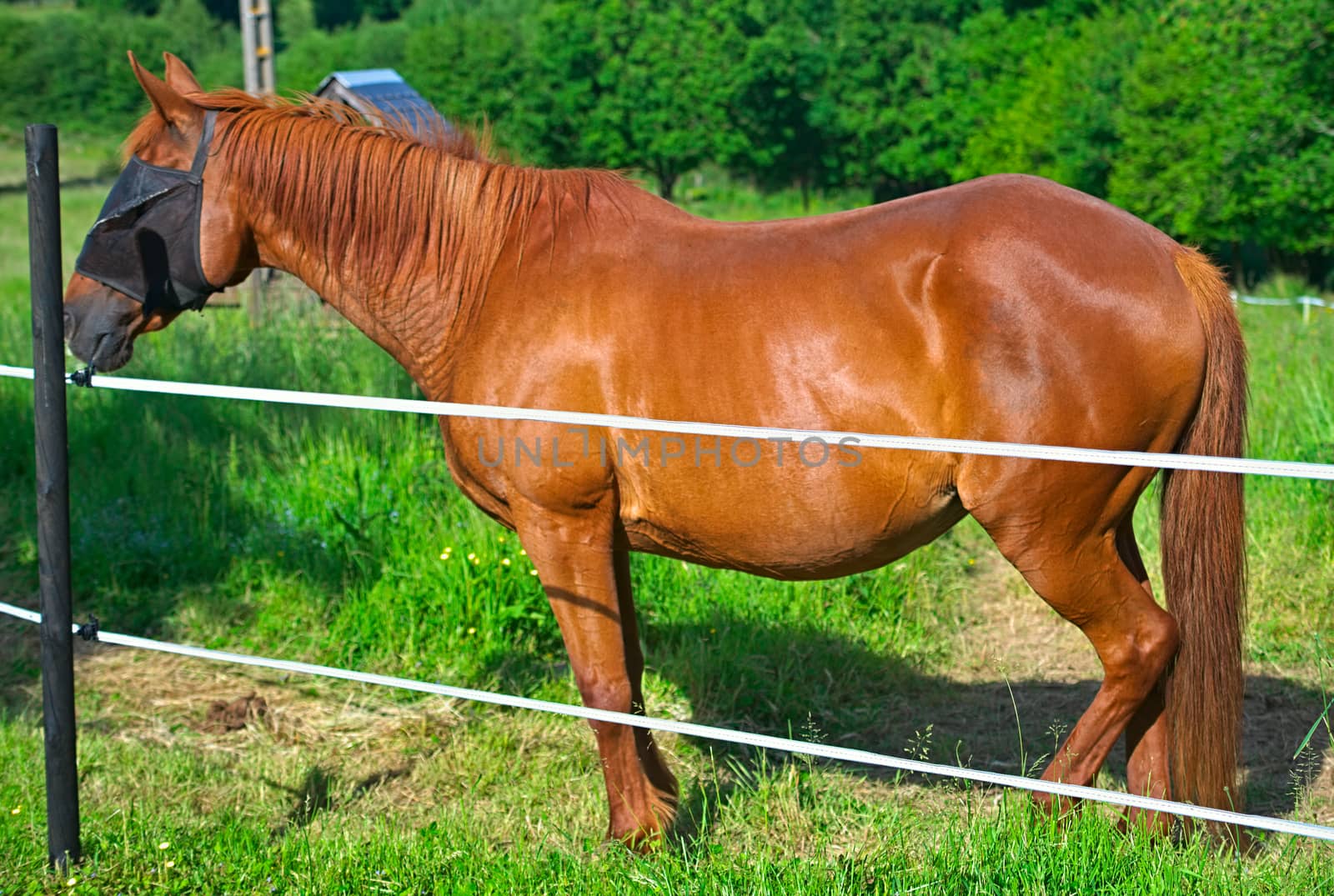 Brown horse with protection mask standing behind simple fence