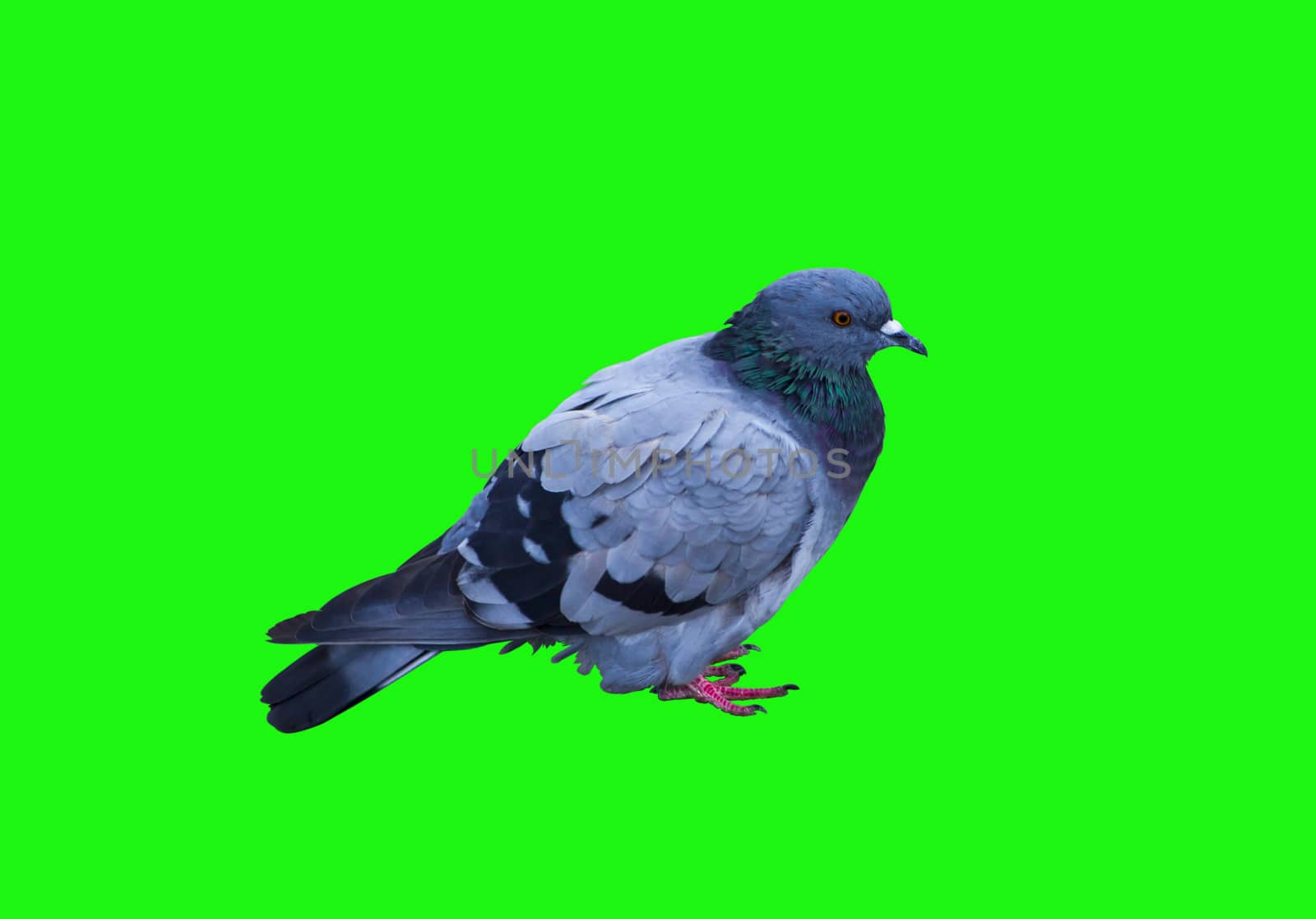 The dove is an ordinary bird on a green background. by Igor2006