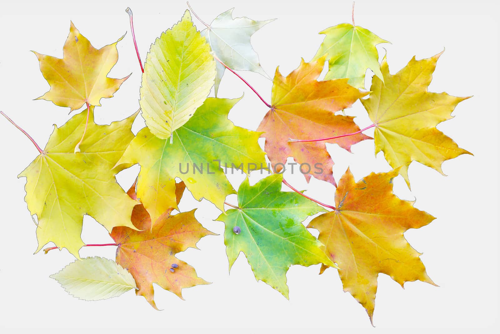 Group of autumn leaves of different colors on a white background.