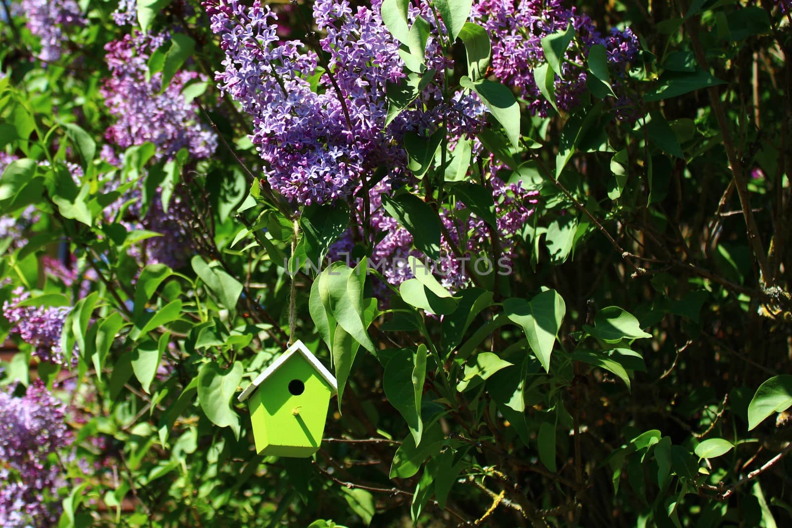 The picture shows a bird house in the lilac.