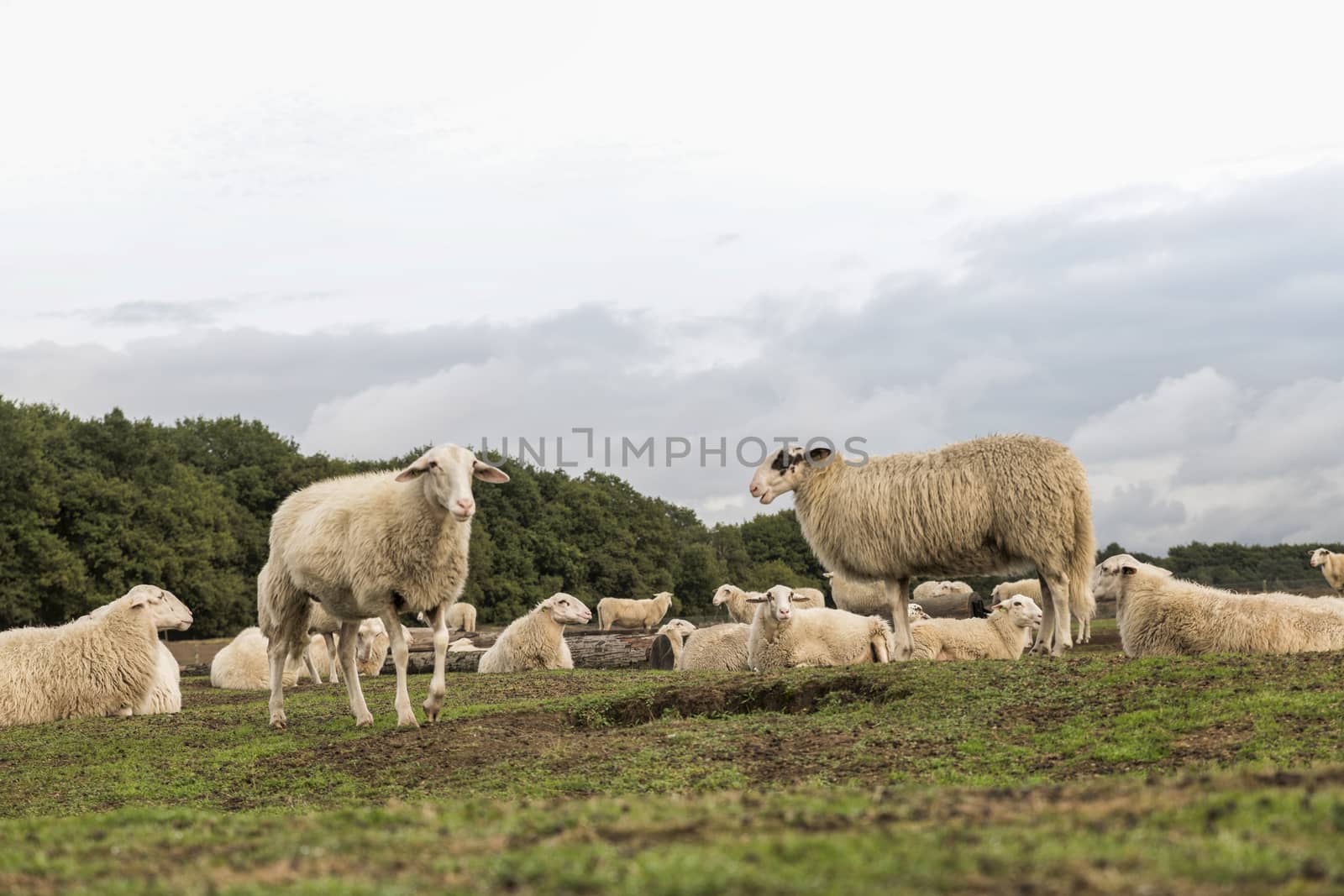 Sheep herd on heather land in Ede Holland by compuinfoto