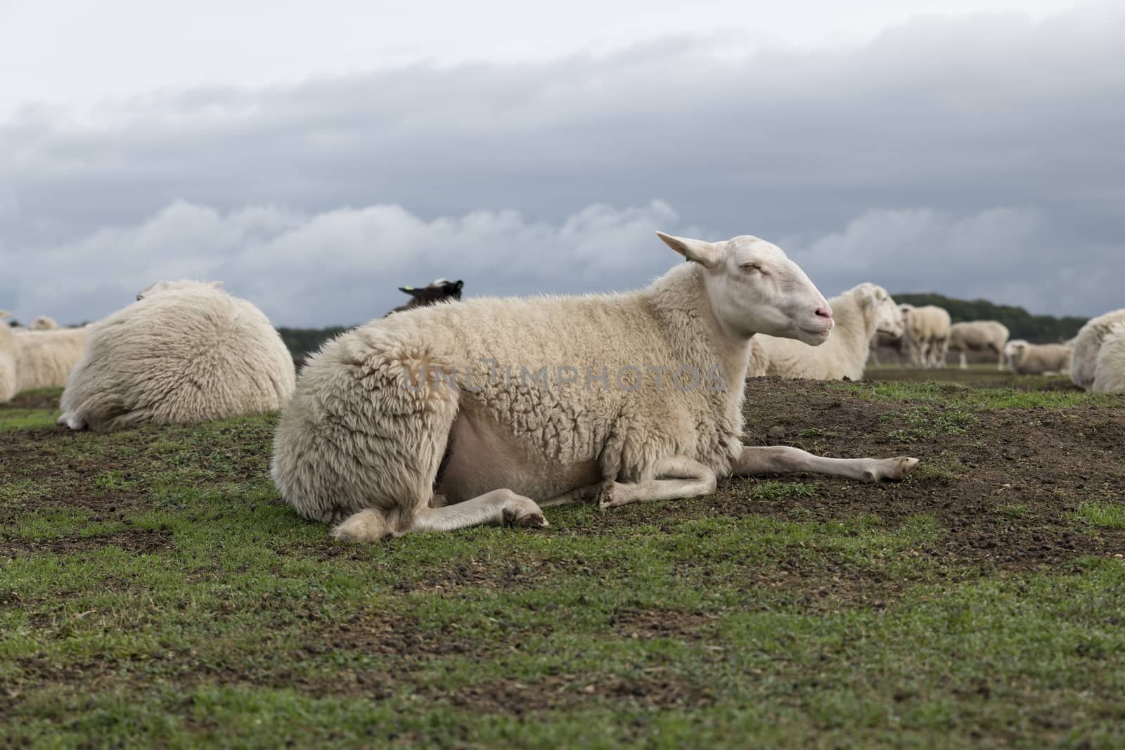 Sheep herd on heather land in Ede Holland by compuinfoto