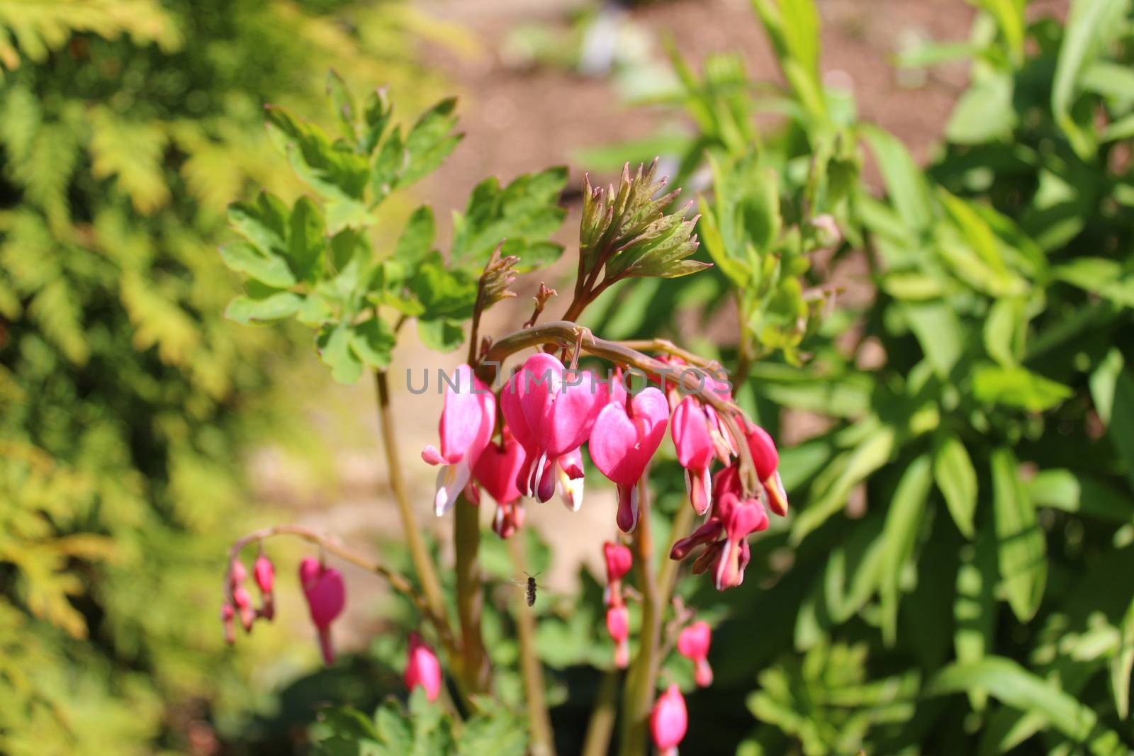 The picture shows a bleeding heart in the garden.