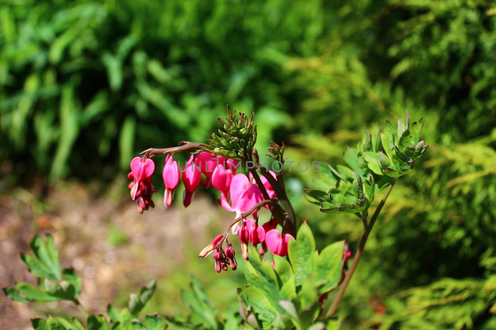 The picture shows a bleeding heart in the garden.