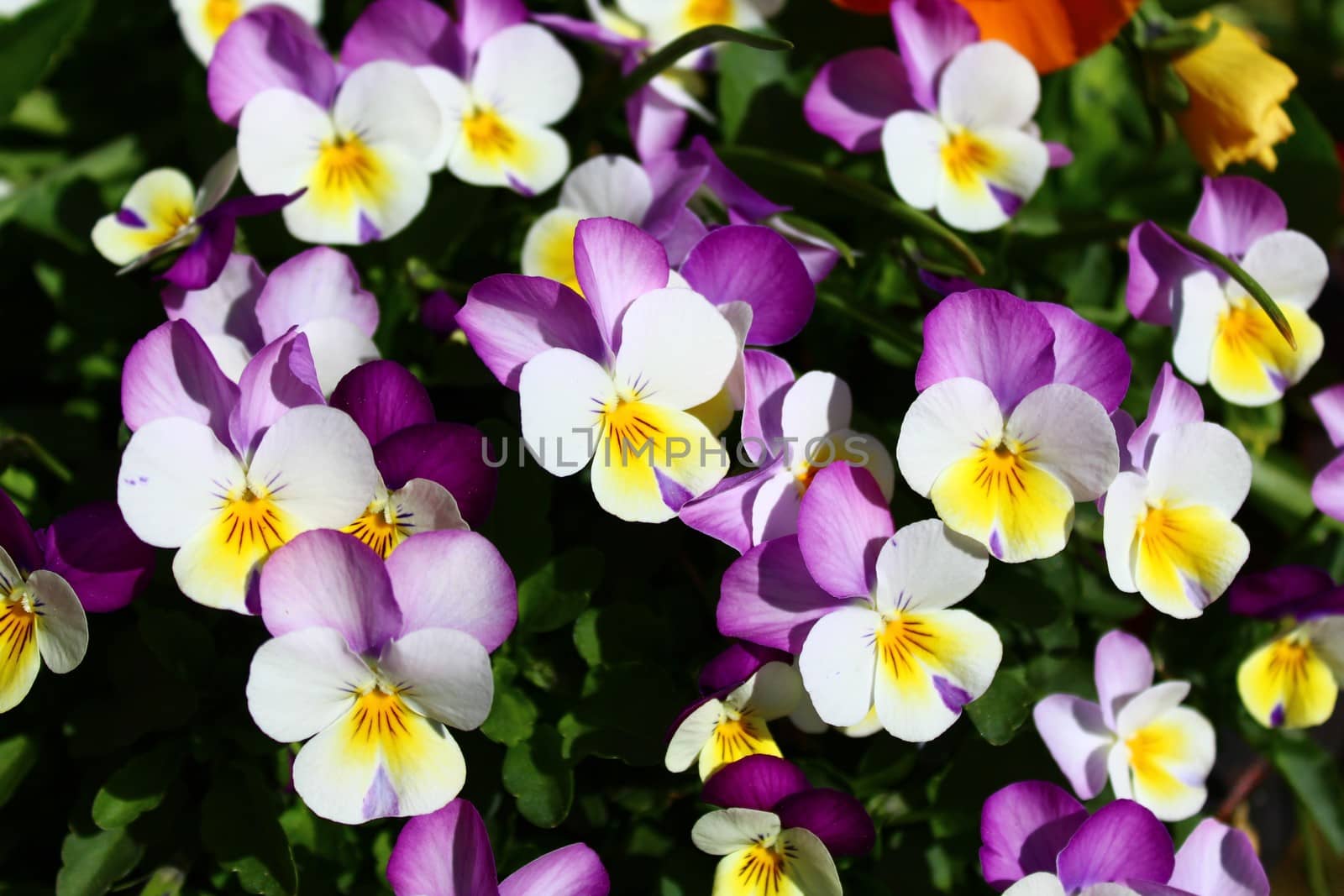 colorful pansy in the garden
