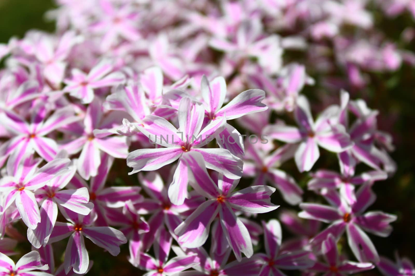 beautiful flowers in the garden by martina_unbehauen