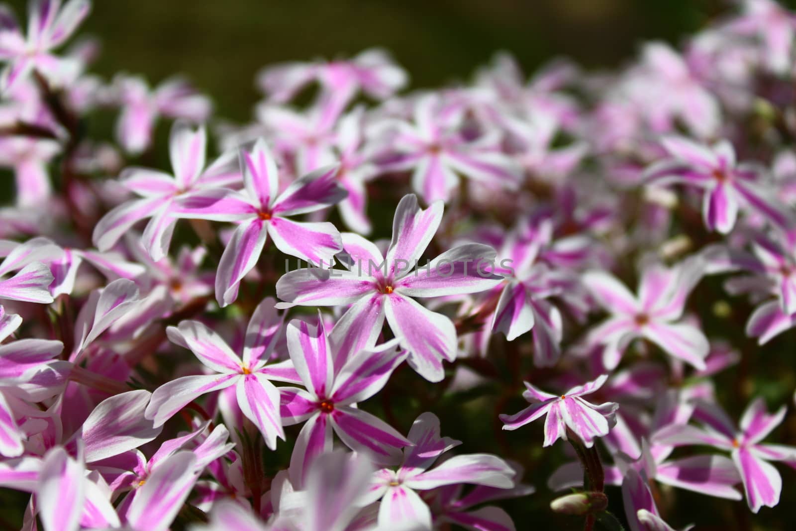 beautiful flowers in the garden by martina_unbehauen