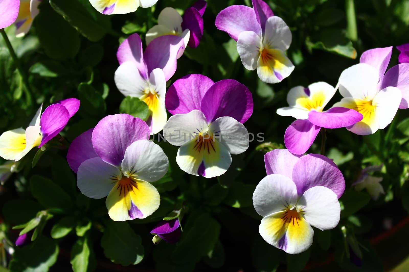 The picture shows pansy in the garden.