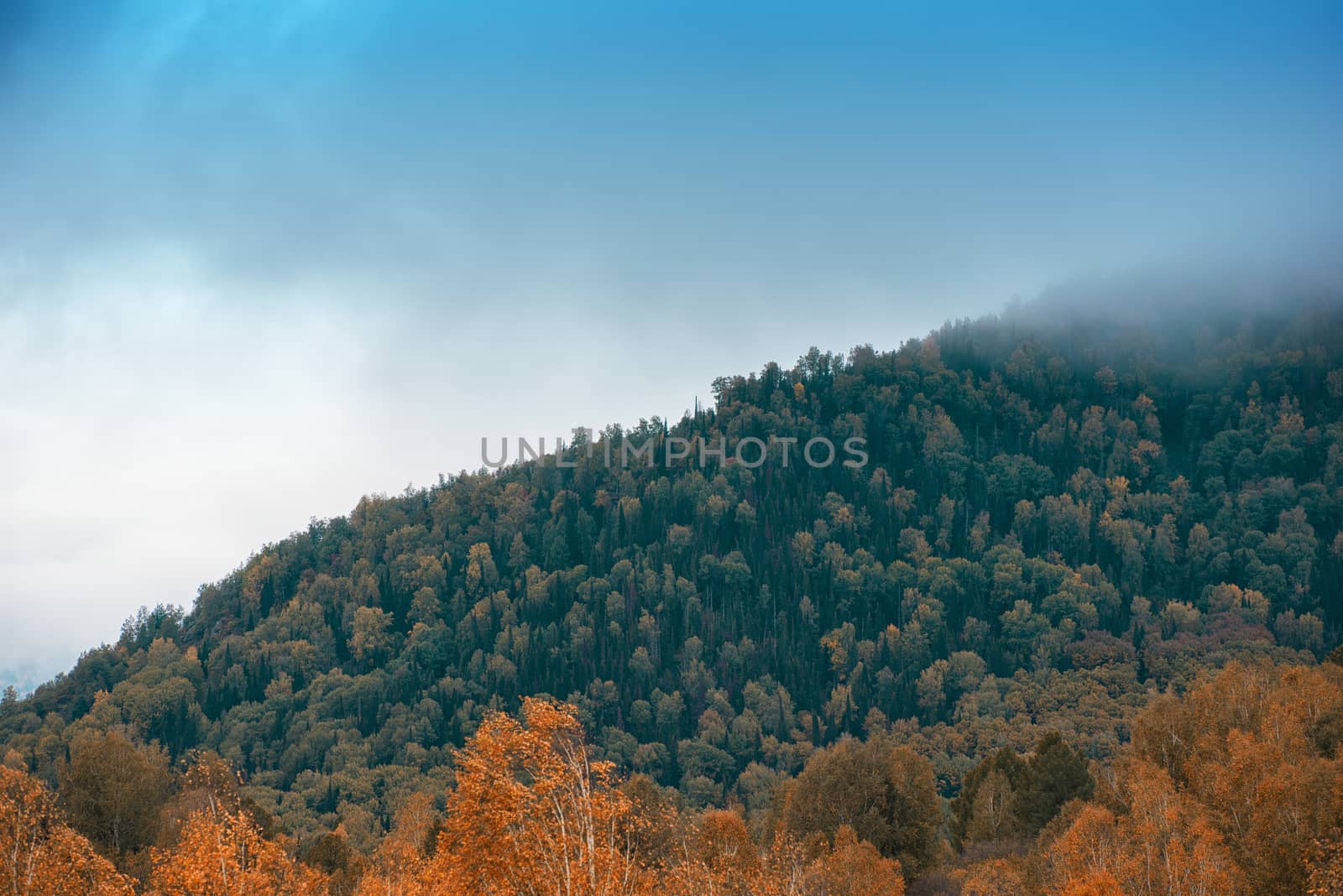 Amazing view of the autumn day with orange trees and grass in Altay mountain