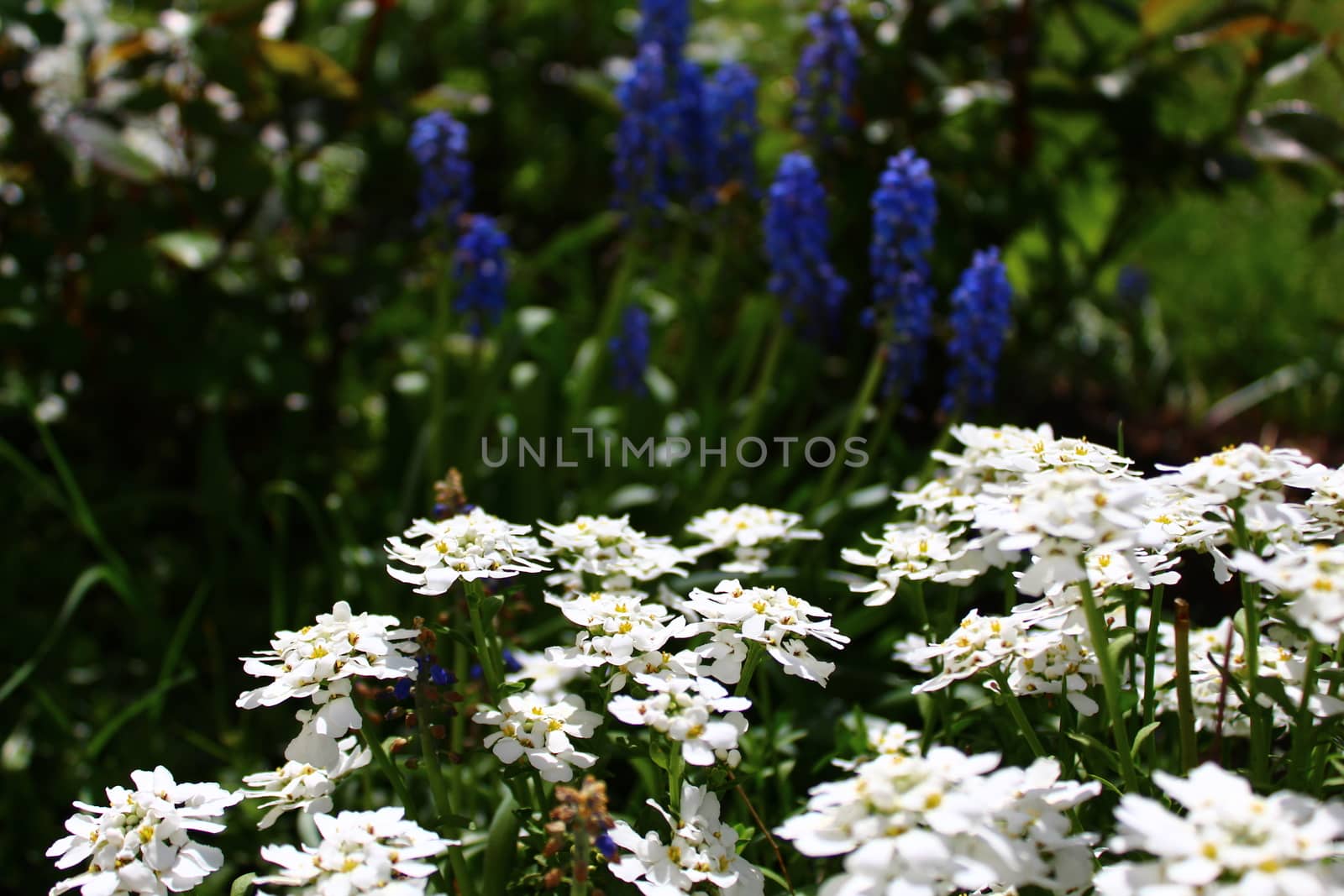 beautiful flowers in the garden by martina_unbehauen