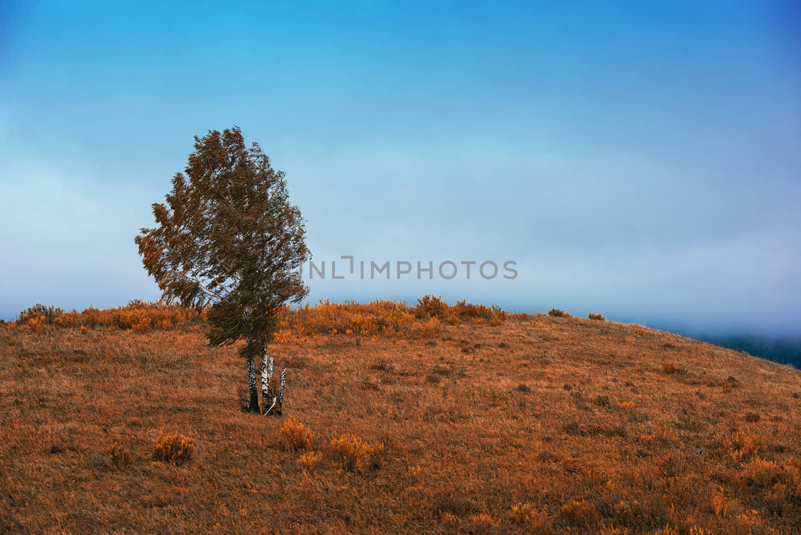 Amazing view of the autumn day with orange trees and grass in Altay mountain