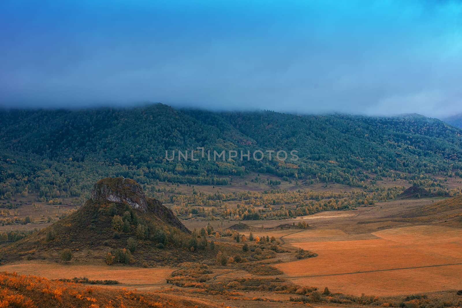 Amazing view of the autumn day with orange trees and grass in Altay mountain
