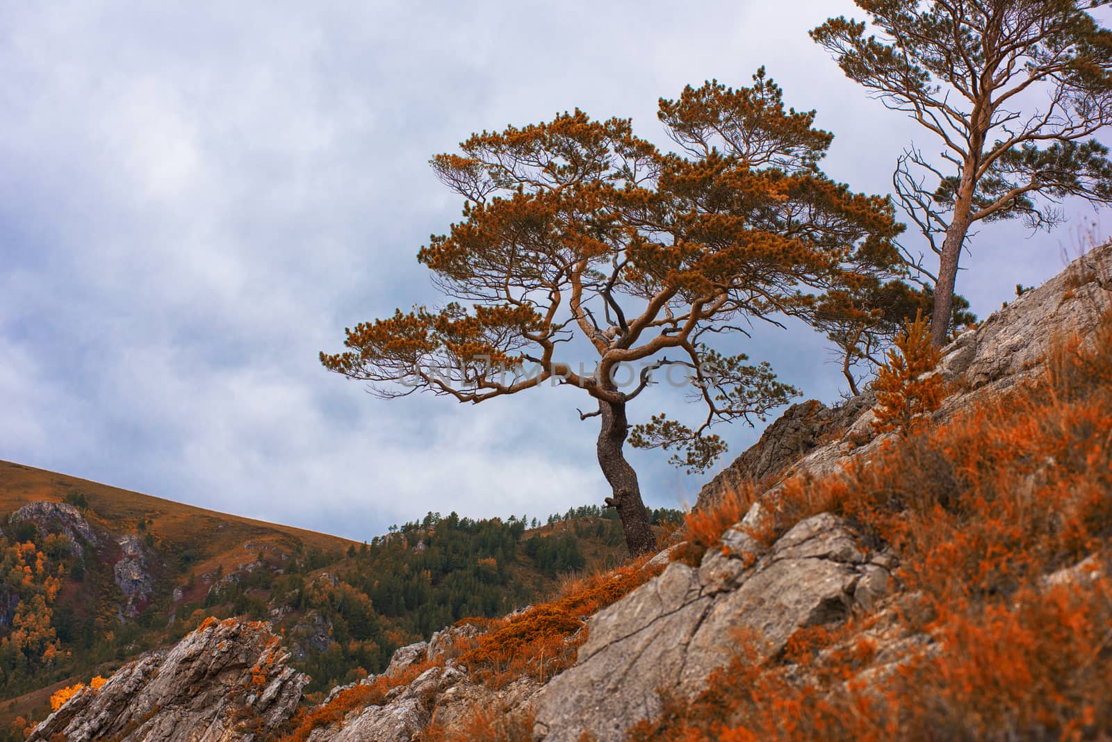 Amazing view of the autumn cloudy day with orange trees and grass in Altay mountain
