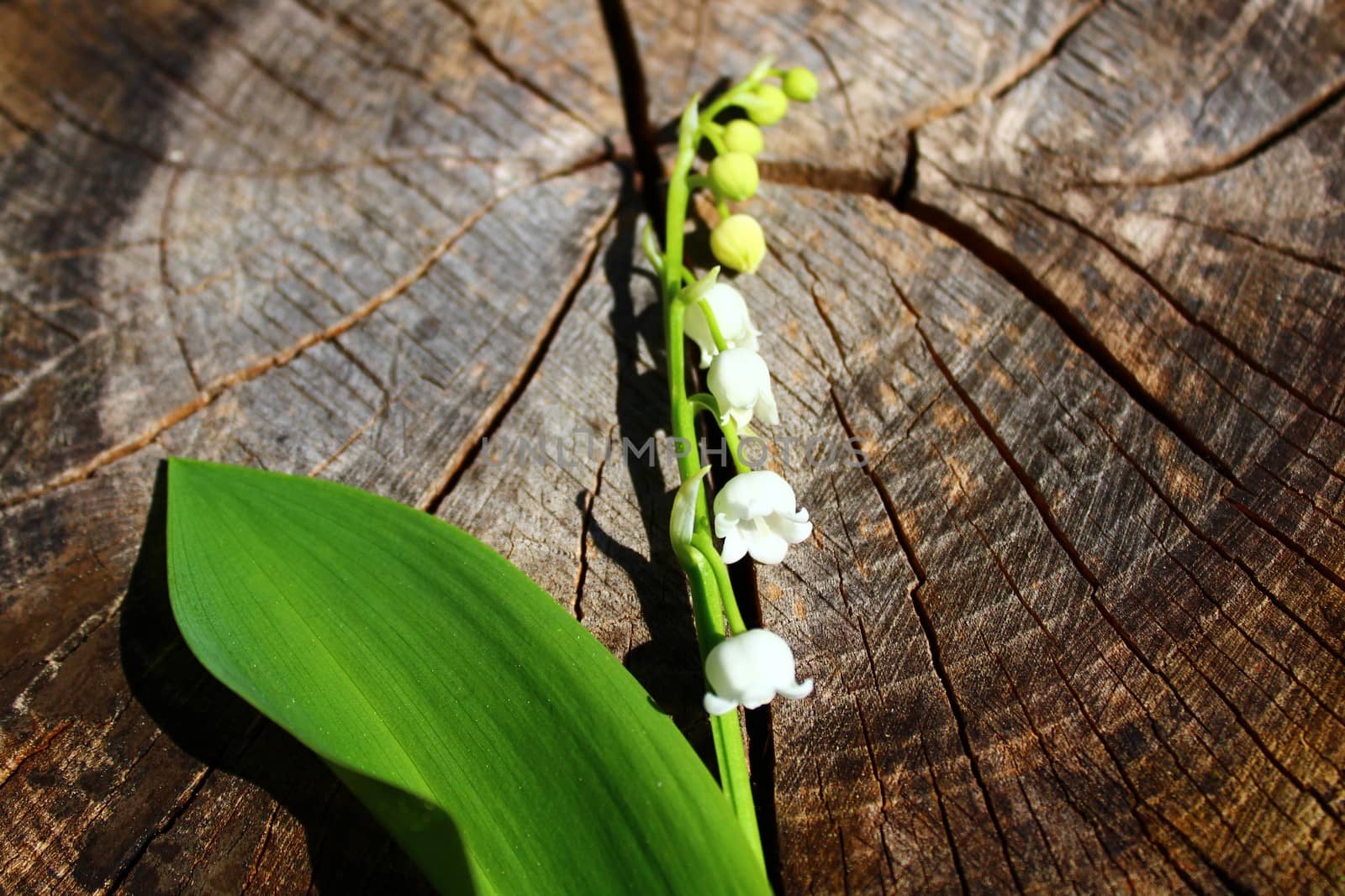 The pictureshows lily of the valley on a weathered tree trunk.