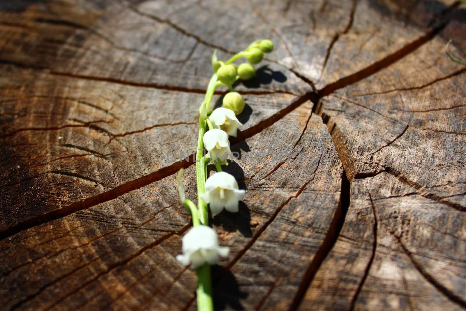 lily of the valley on a weathered tree trunk by martina_unbehauen