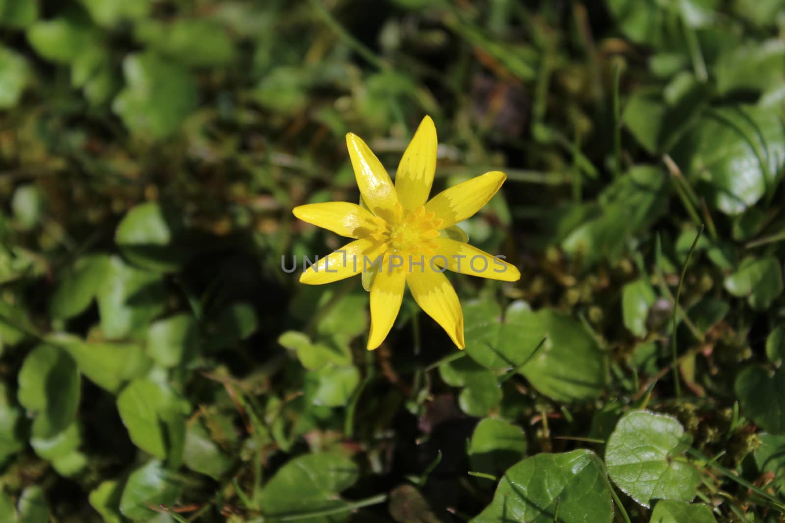 The picture shows a buttercup in the garden.