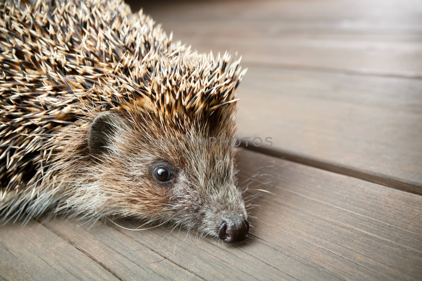 Hedgehog on wooden boards looks in camera by DmitrySteshenko