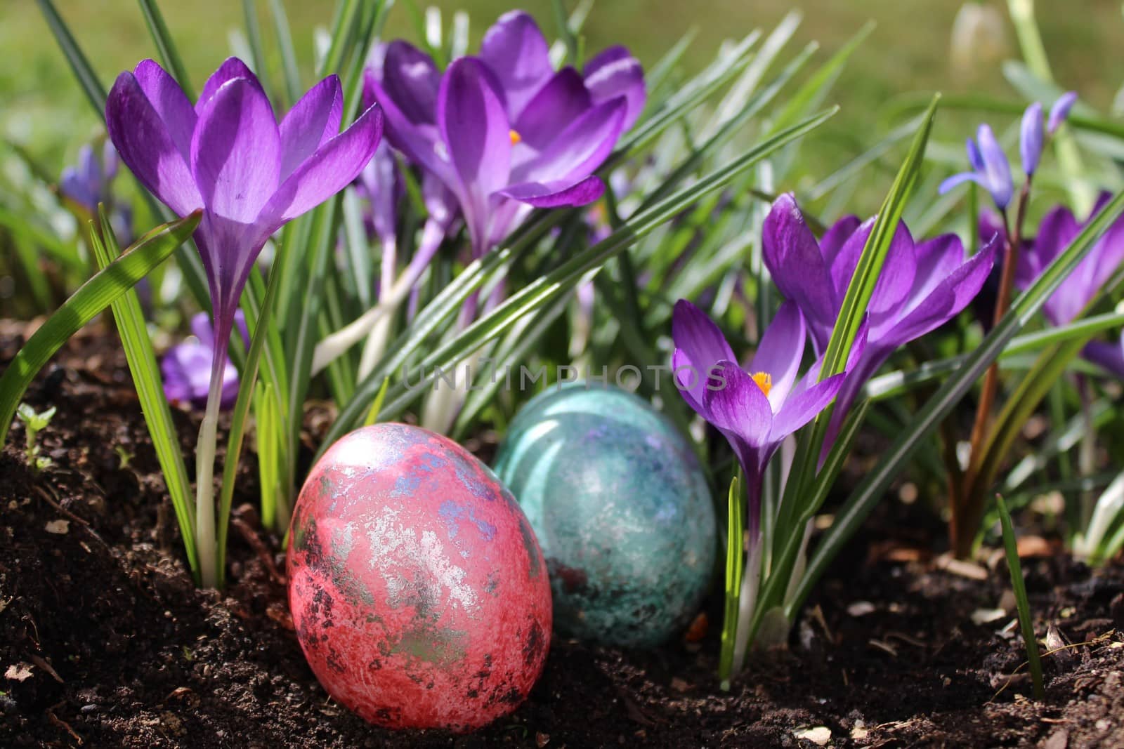 The picture shows a wonderful easter decoration with easter eggs and crocus.