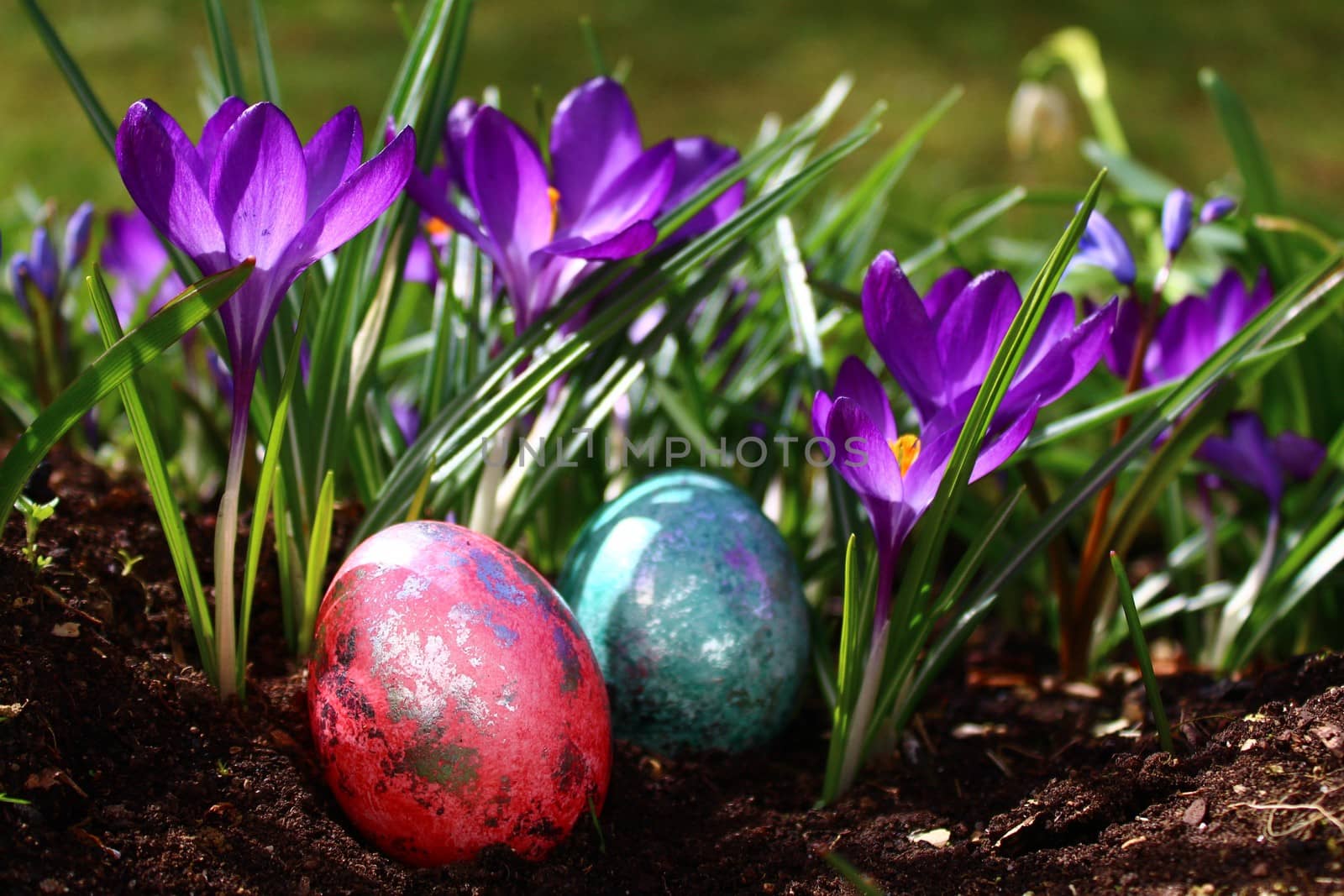 wonderful easter decoration with easter eggs and crocus by martina_unbehauen