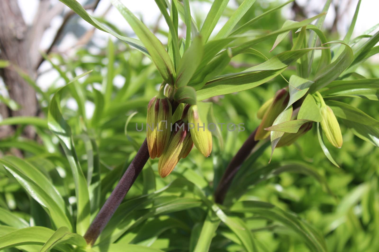 The picture shows buds of the crown imperial.
