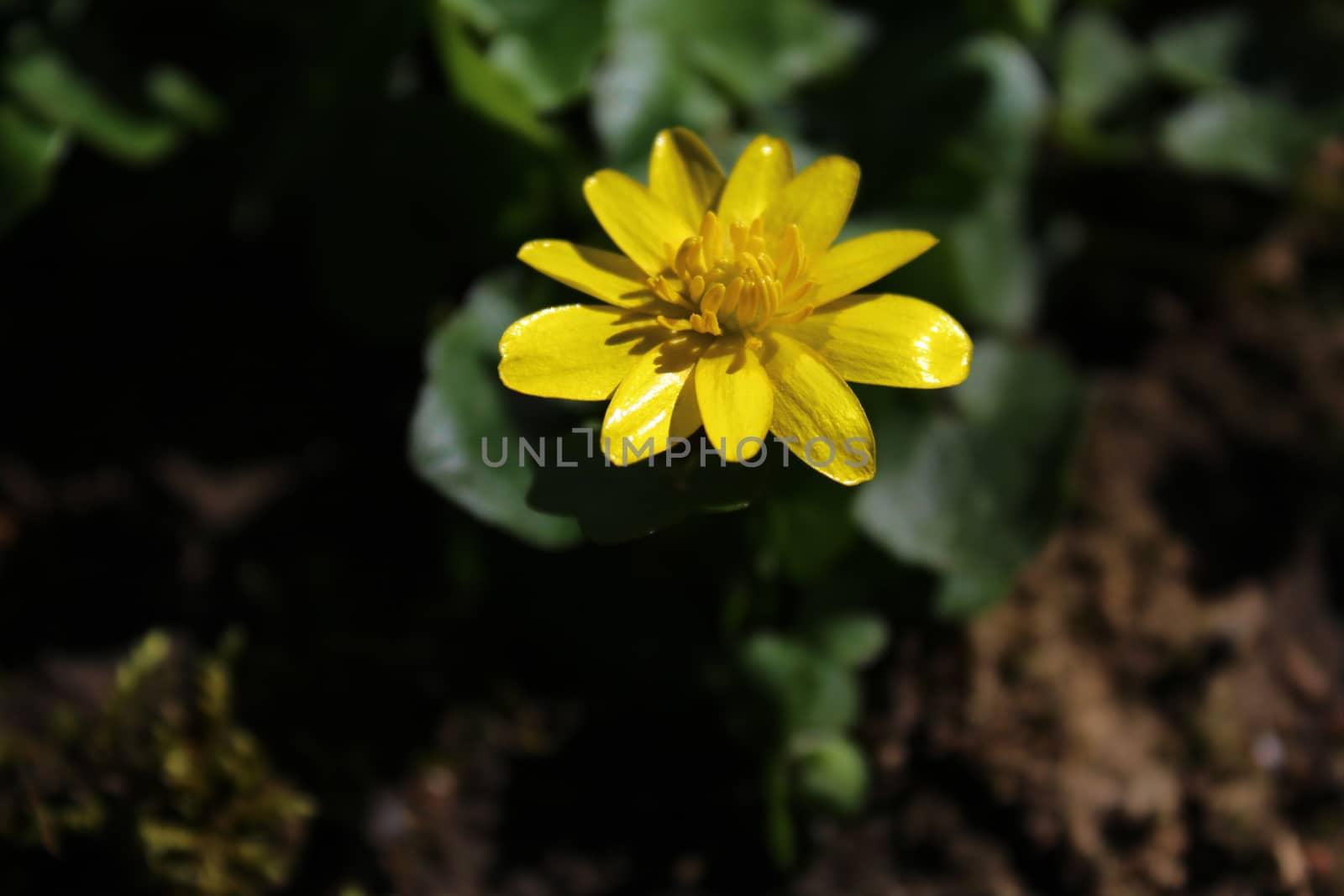 The picture shows a buttercup in the garden.