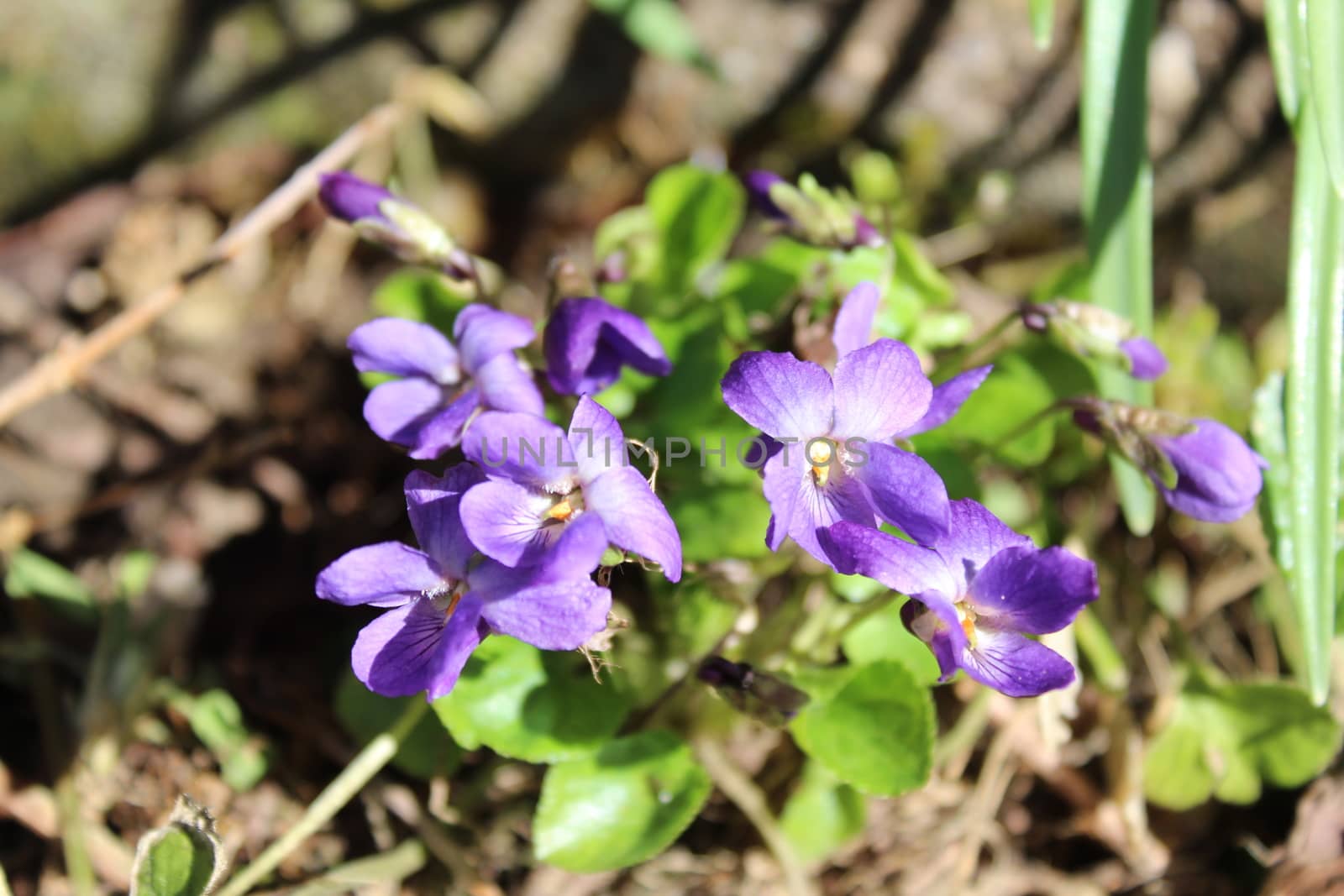 violets in the march by martina_unbehauen