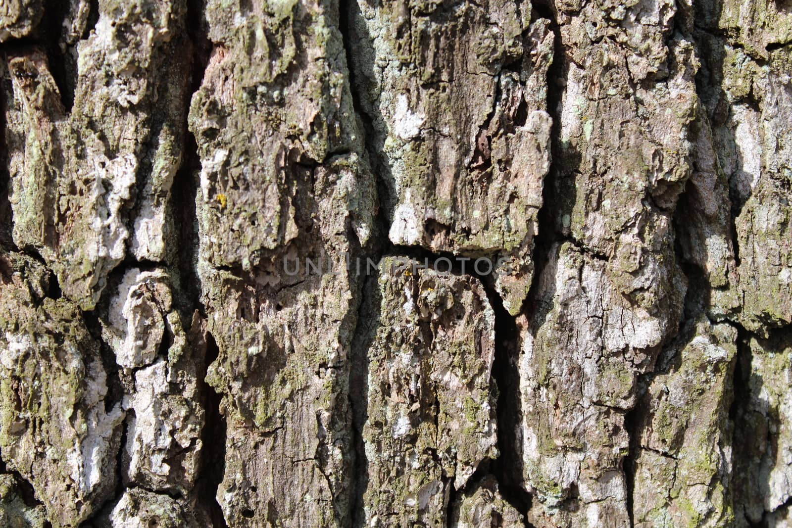The picture shows a brown tree bark.