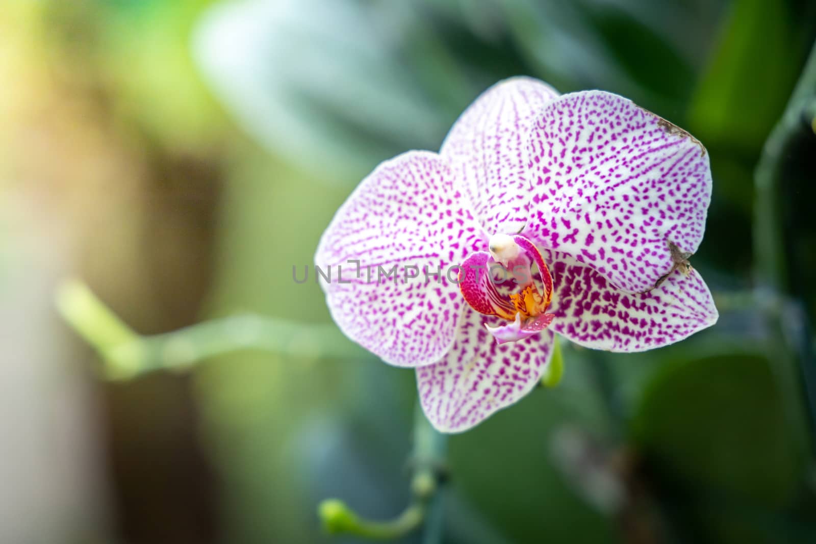 Beautiful blooming orchids in forest, On the bright sunshine