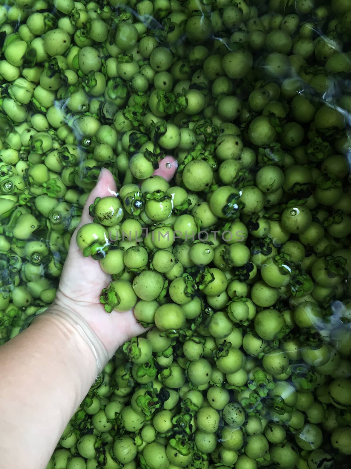 Fresh and ripe ebony fruit the Thai native silk or fabric dyeing 