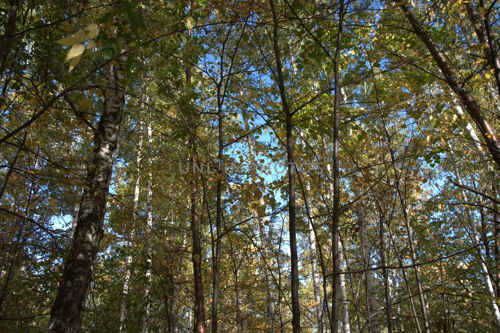 A look at the clear blue sky through the trunks and branches of trees. Close-up.