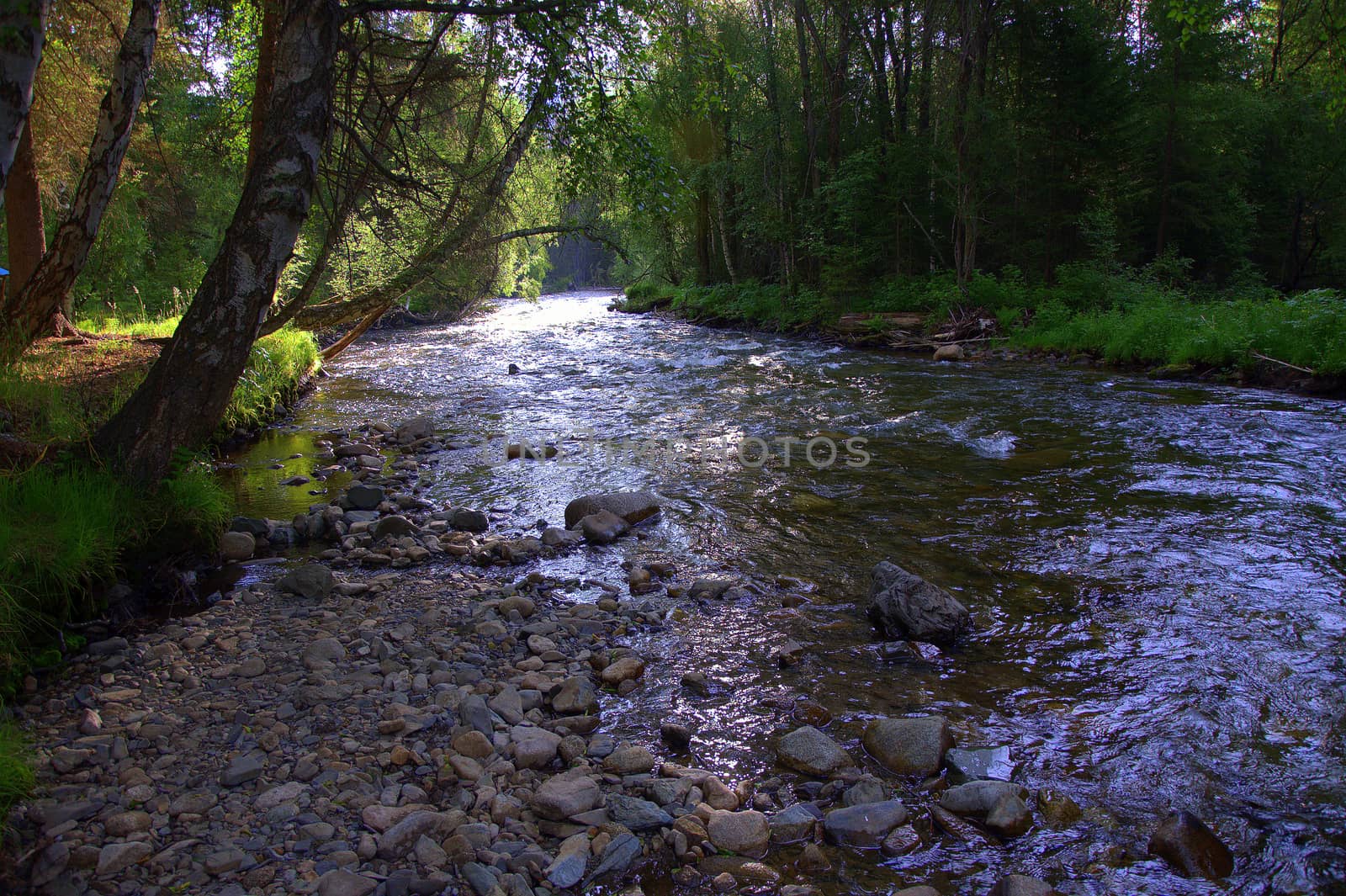 A shallow rocky river flows through a morning forest along tall pines. by alexey_zheltukhin