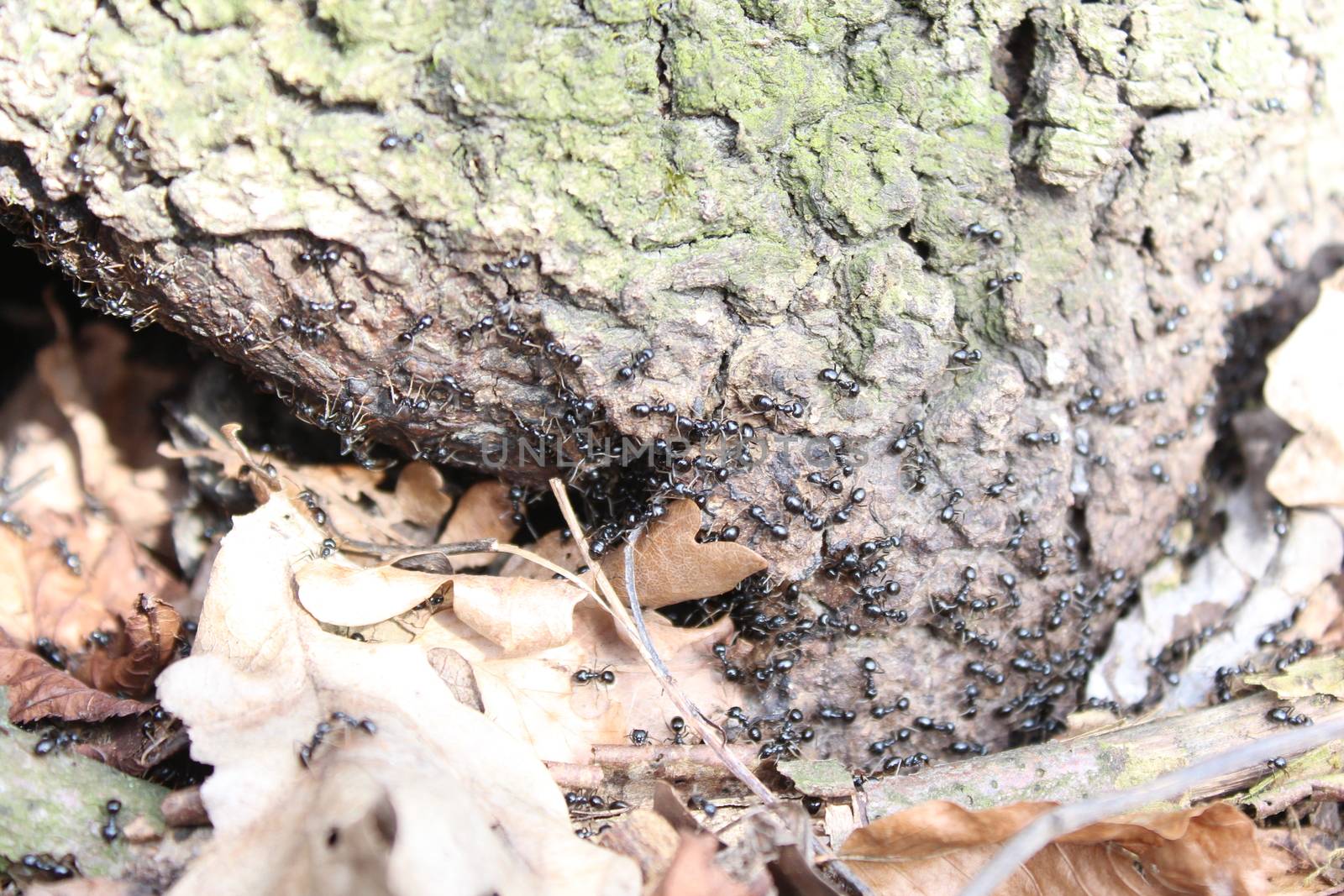 The picture shows red ants in the forest.